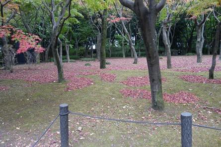 me-momiji_20201201-2.jpg