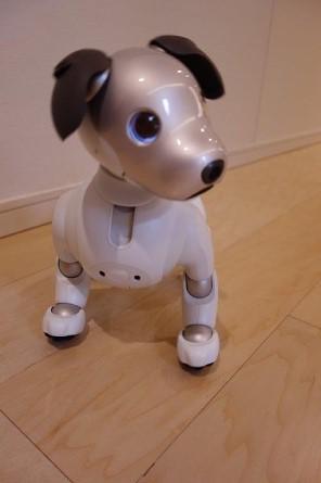 oto-aibo_20201002-1.jpg