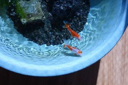 oto-goldfish_20210208-1.jpg