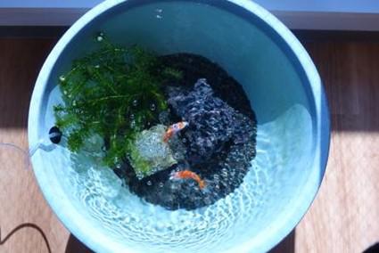 oto-goldfish_20210208-3.jpg