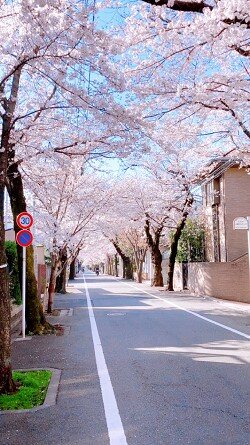 soshi-cherry_blossoms_20220406-1.jpg