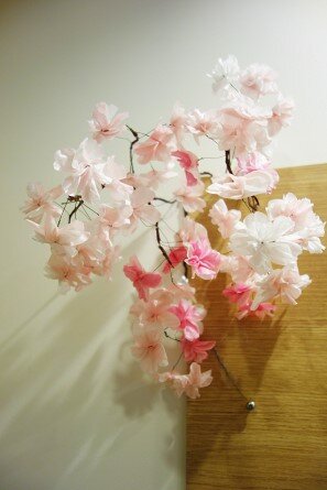 soshi-cherry_blossoms_20220406-2.jpg