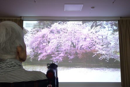 soshi-cherry_blossoms_20220406-6.jpg