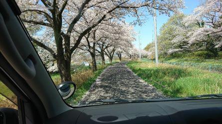 urawa-hanami_20210419-1.jpg