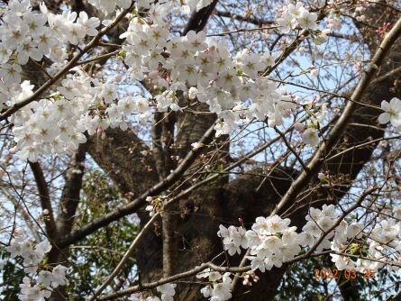 urawa-sakura_20220509-81.jpg